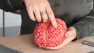 Neurolinguistic Programming (NLP) in Marketing. Picture of a girl holding a brain in her hand.